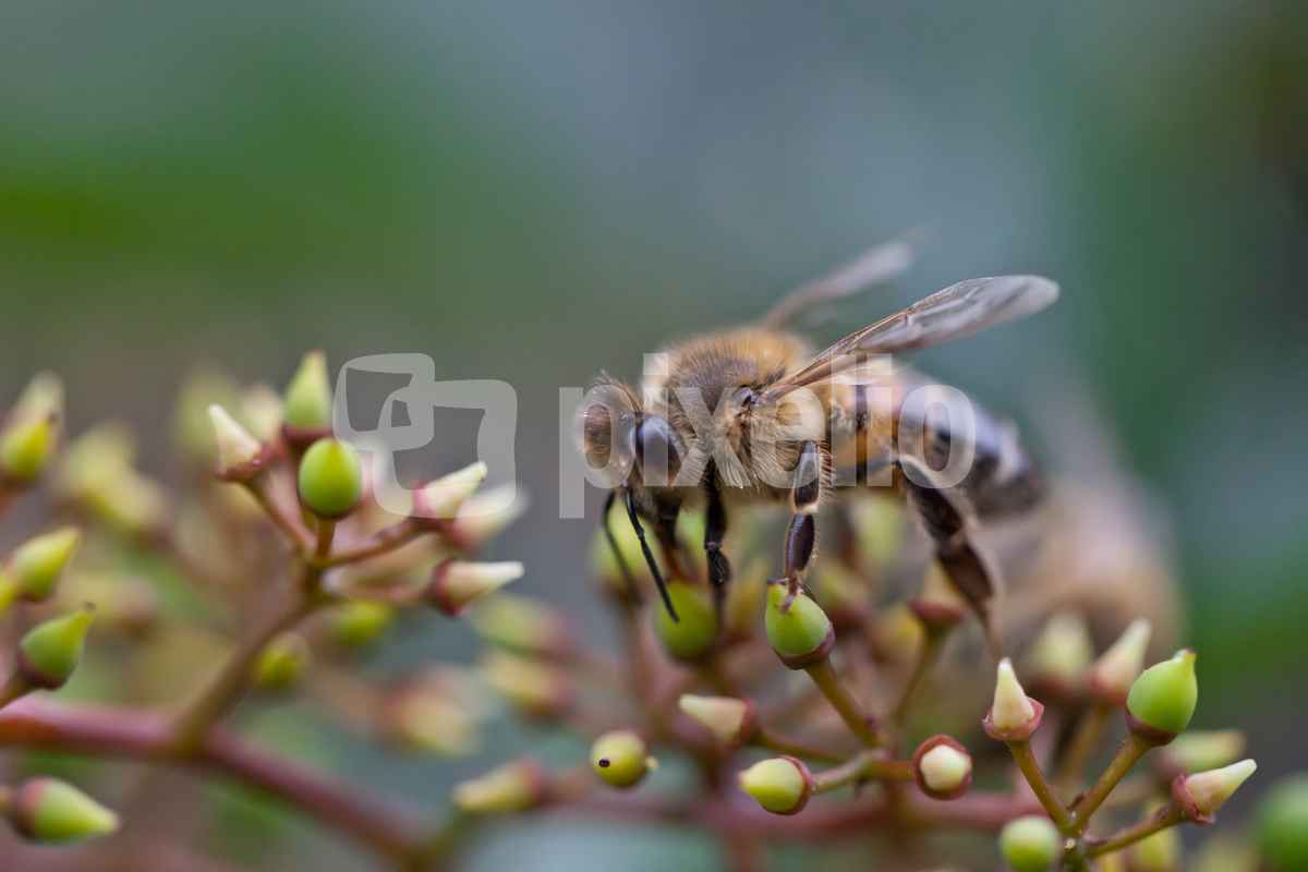 Biene auf Futtersuche