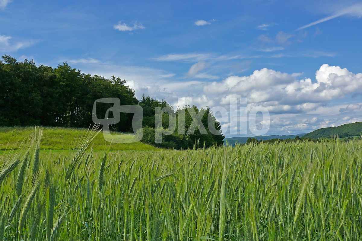 Frühsommer