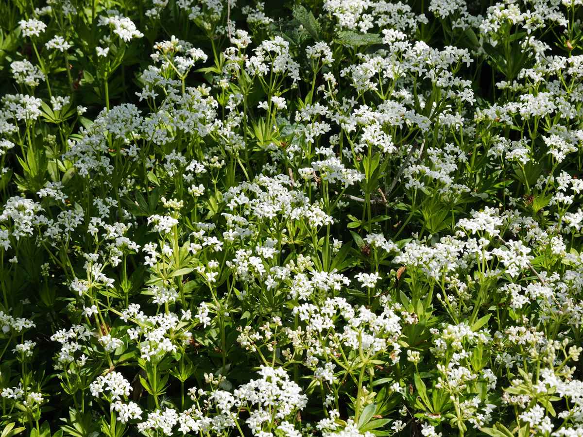 waldmeisterblüte