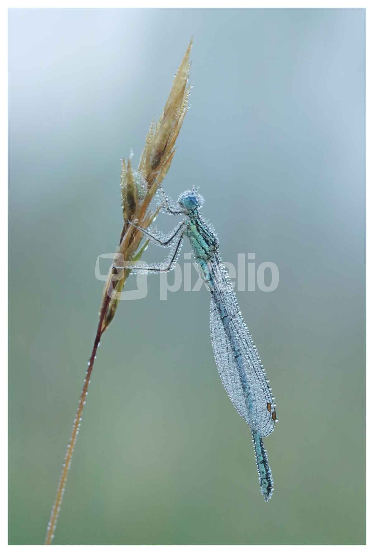 Kleinlibelle