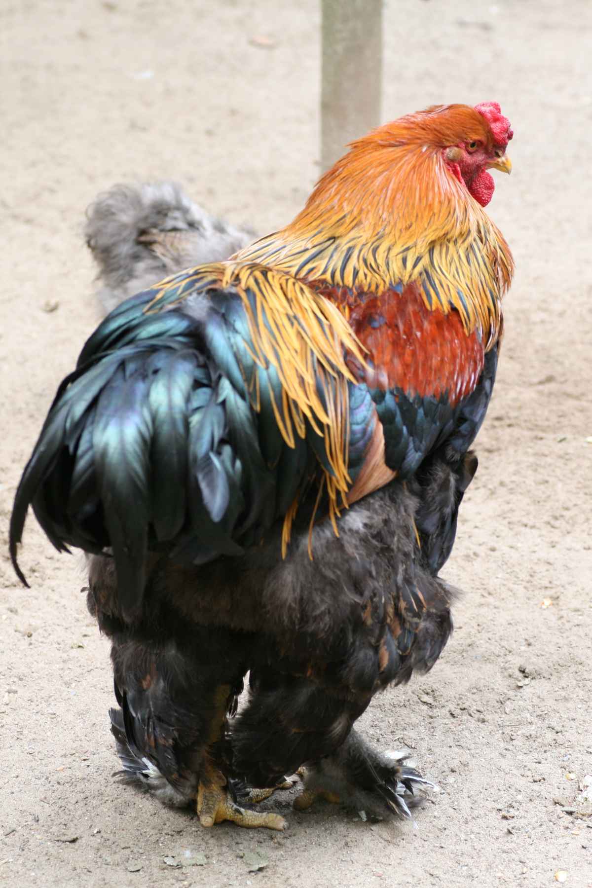 neulich im Zoo 3 4