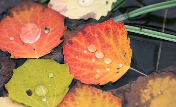 Herbstlätter wassern