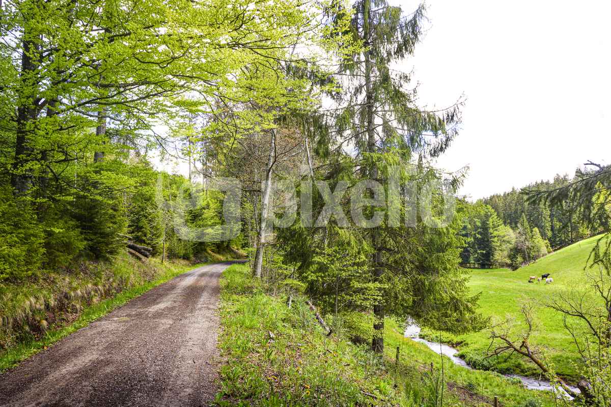Frühling im Zinsbachtal