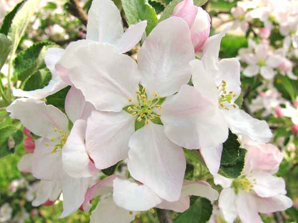 Apfelblüte in Südtirol
