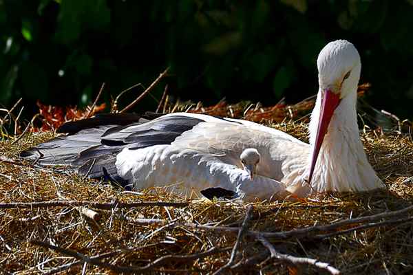 Nachwuchs eingetroffen