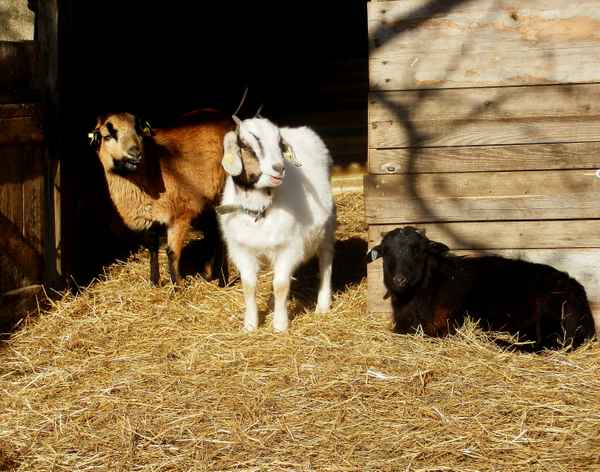 Schaf- und Ziegenböckchen in der Wintermorgensonne