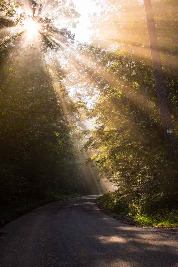 Waldweg mit Morgensonne im Nebel 1