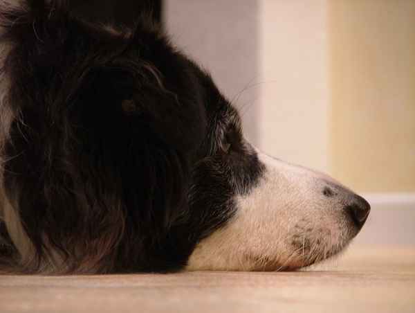 Border Collie träumt