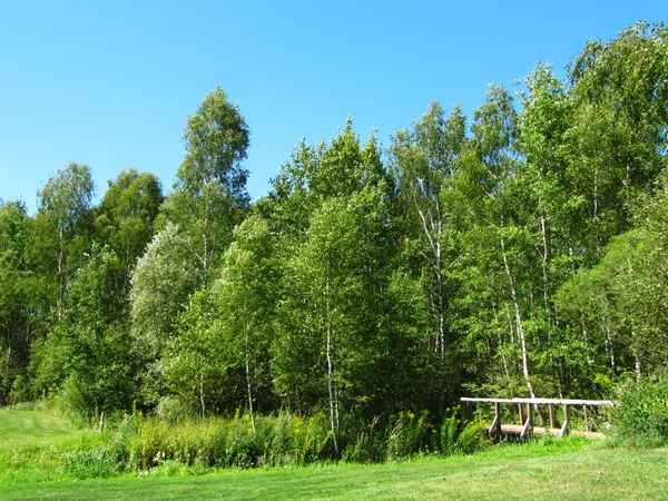 Birkenwäldchen mit Brücke