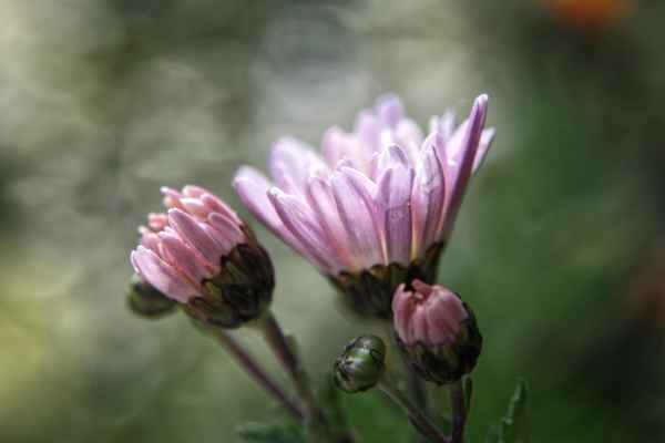 Herbstaster im dem Garten