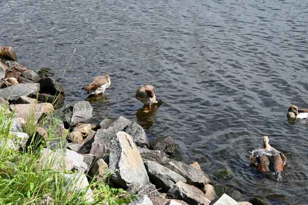 Enten bei der Siesta