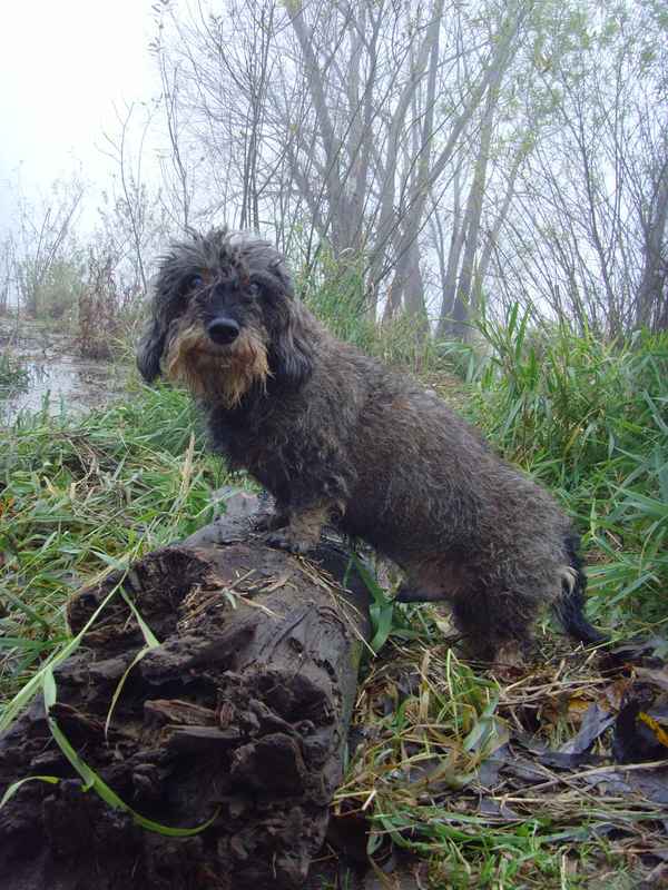 Der Hund von Baskevill (in Tarnung)...