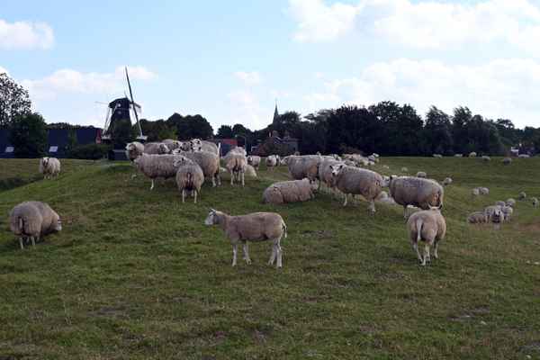 Schafherde vor Vierhuizen