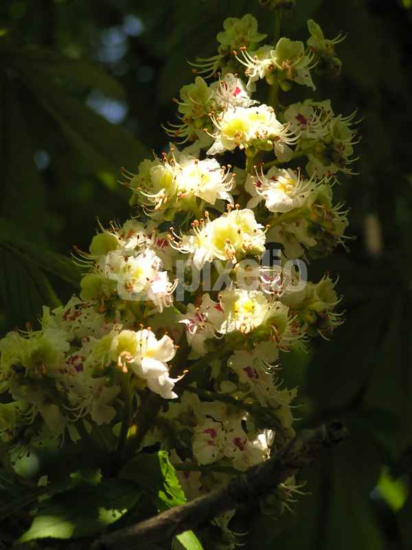 Kastanienblüte