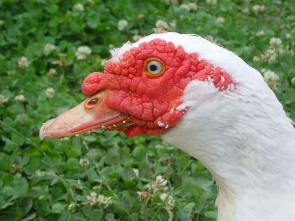 Portrait Warzenenten-Mann