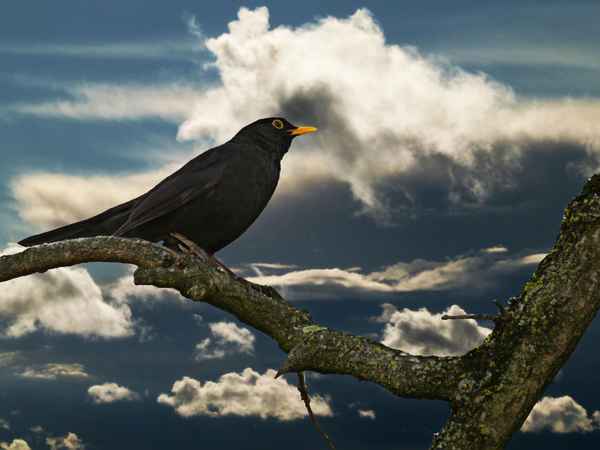 Amsel vor dem Gewitter