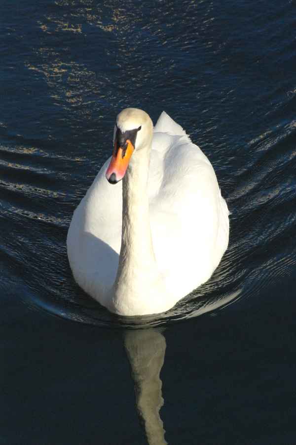 Schwan