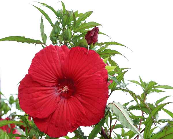 ungarischer hibiskus
