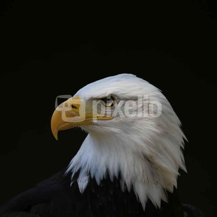Adlerportrait