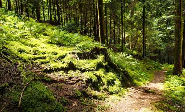 Waldweg Farne Moose