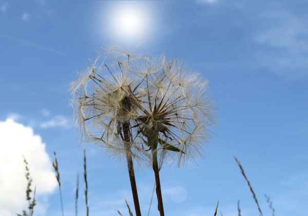 ungepustet im Sonnenlicht