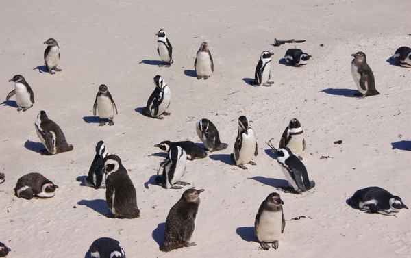 Die Frackträger vom Boulder's Beach