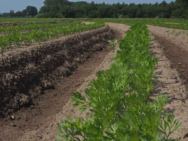 choreographie der möhrenaussaat 5