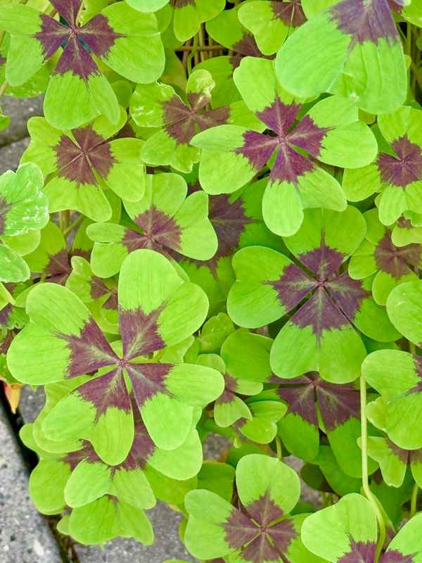 Glücksbringer Kleeblatt_2