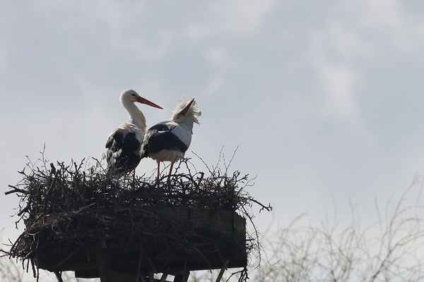 die liebste ist eingetroffen