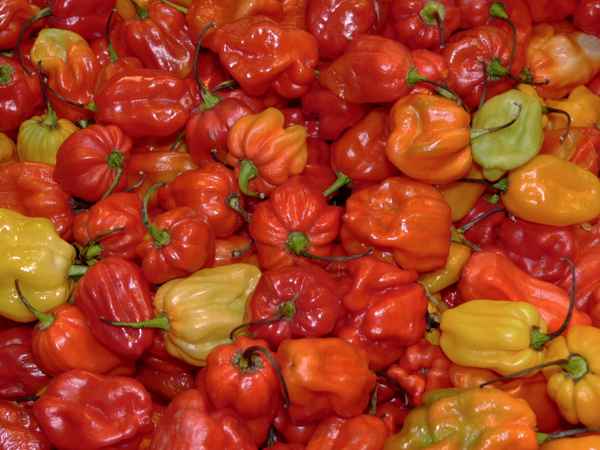 Kleine Paprika