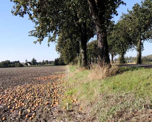 Fallobst neben der Landstraße