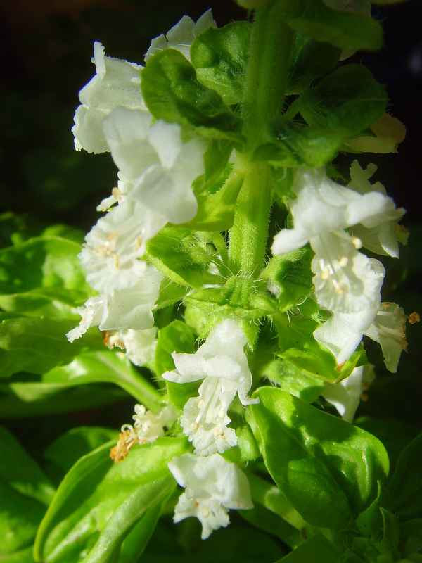 Basilikum - blühend