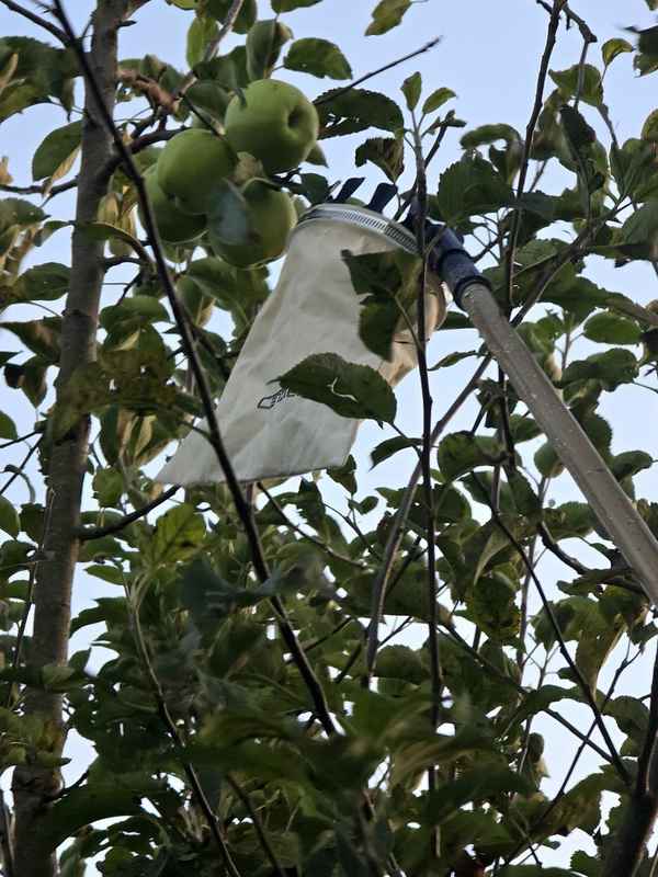 Letzte Äpfel pflücken