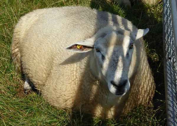 Armes Schaf
