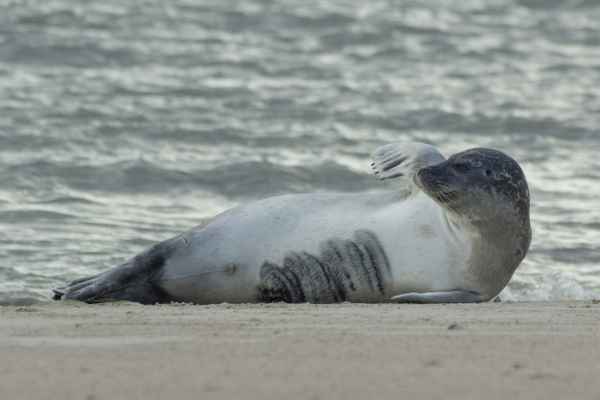 Norderney - Lazy Afternoon