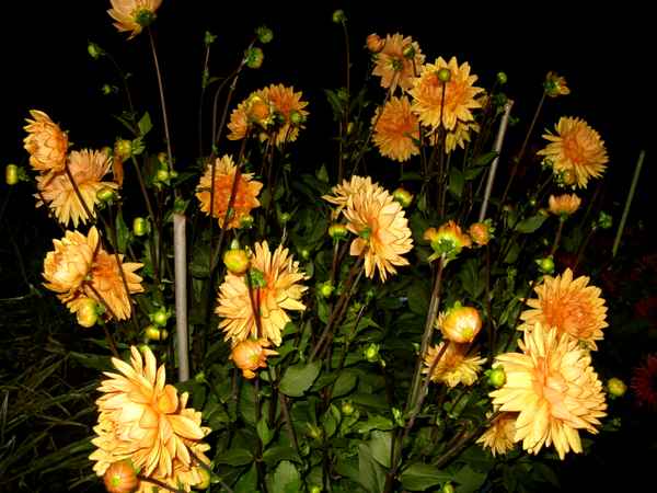 Dahlien bei Nacht