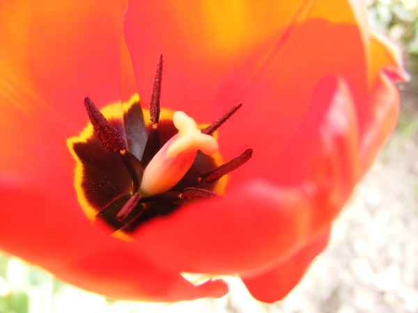 Tulpenblüte