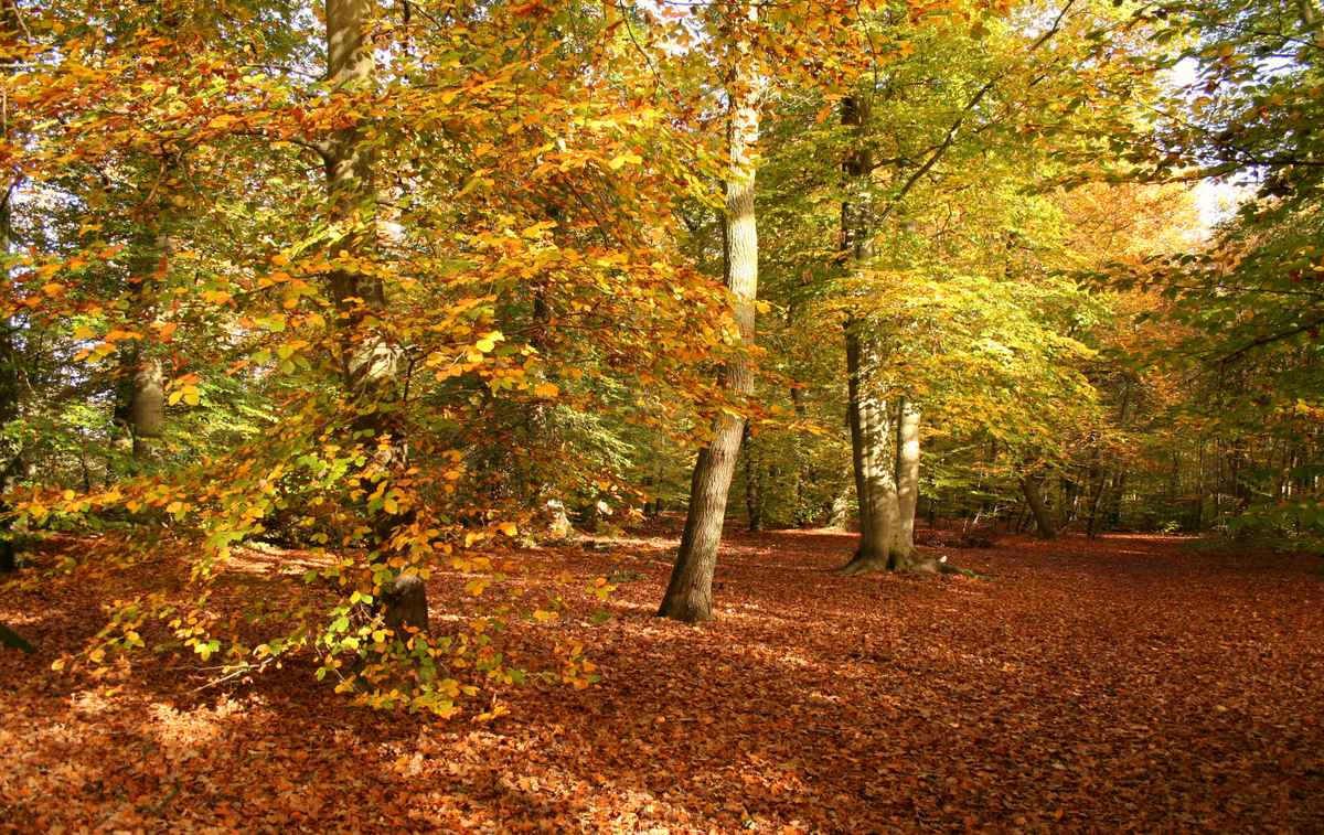 buchenwald im november