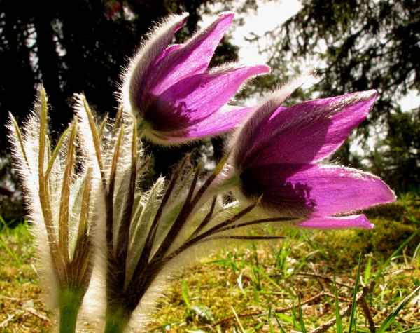 Küchenschellen im Seitenprofil