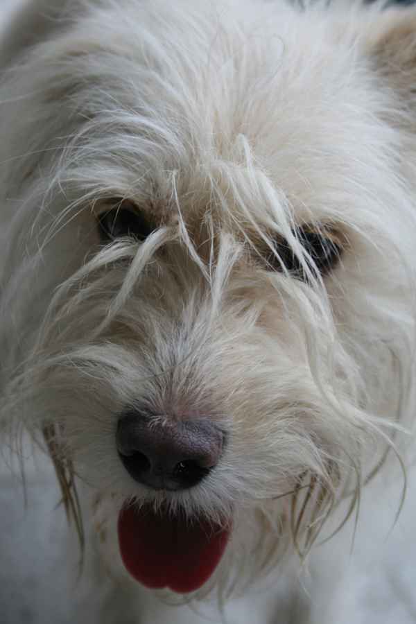 Portrait einer Hundedame