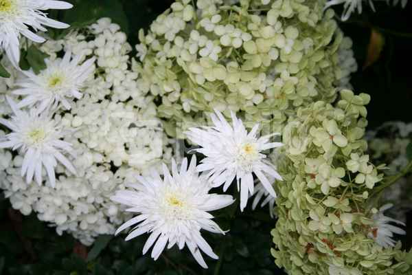 weiße Blüten 2