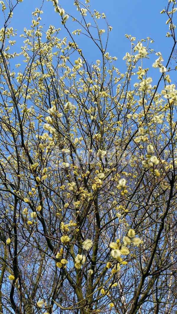 Weidenkätzchen (Salix spec.)  in der Frühlingssonne #2