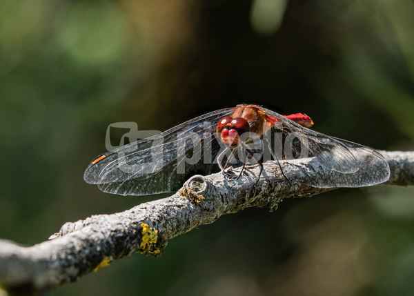 Blutrote Heidelibelle (2)