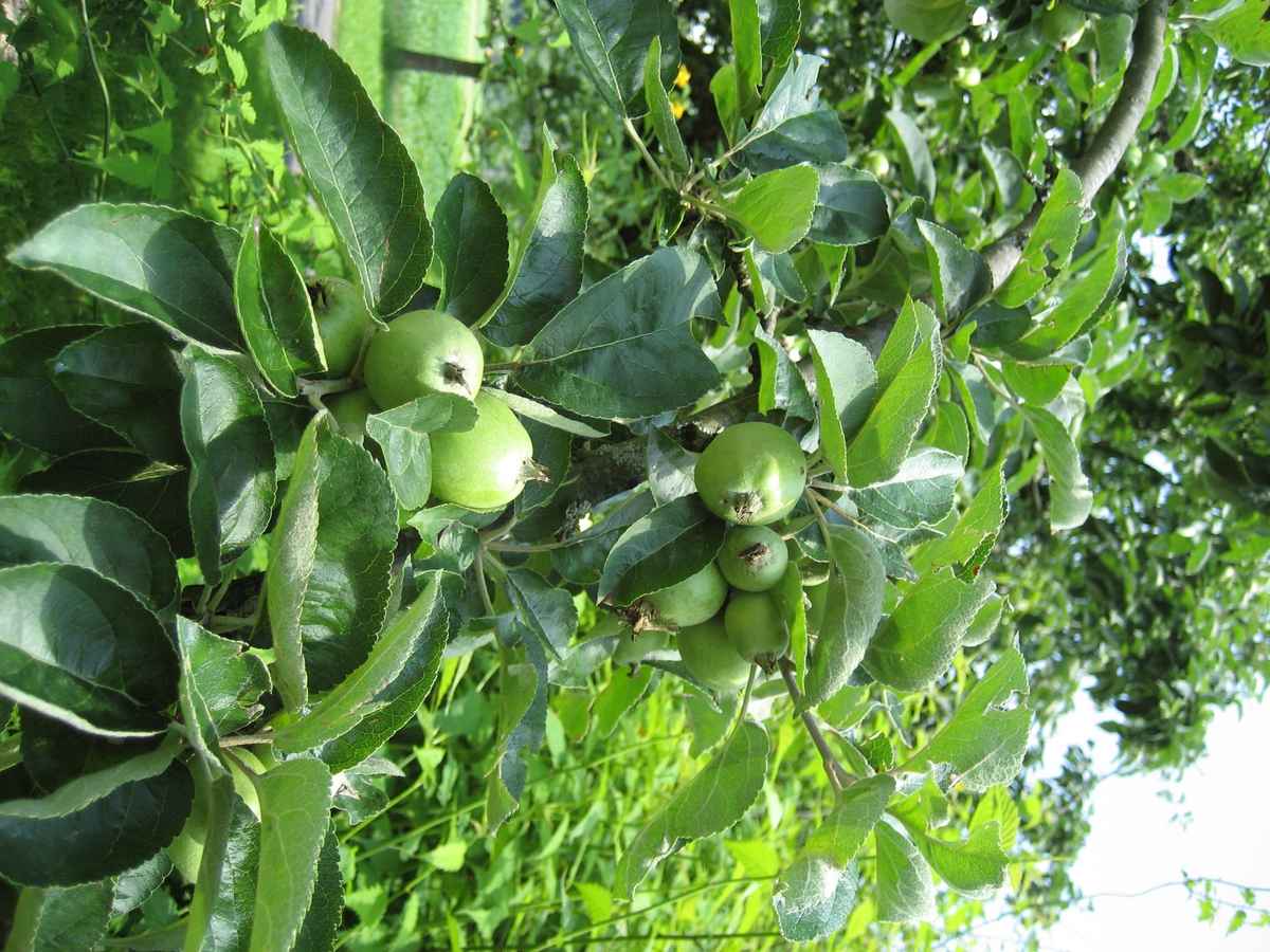 Reifende Äpfel