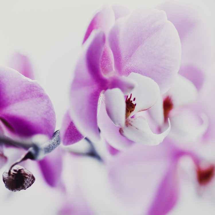 orchidee 2