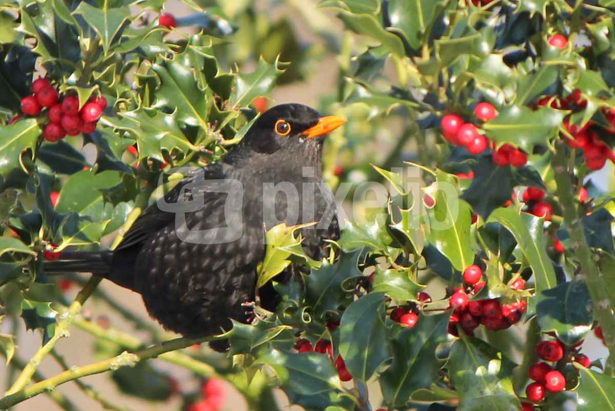 herr amsel