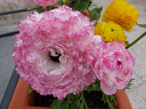 rosa Ranunkel