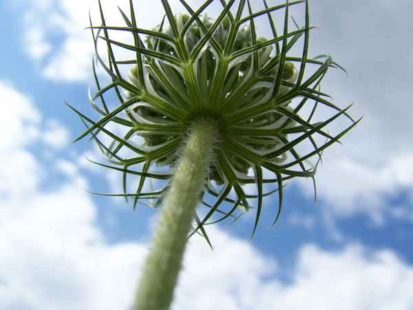 Wiesenschönheit 5