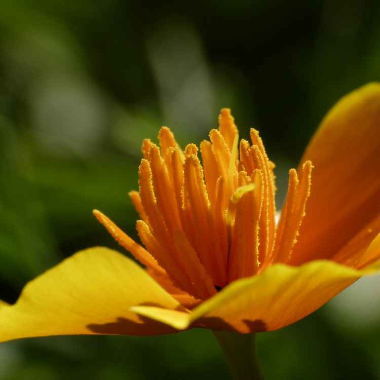 blüte makro