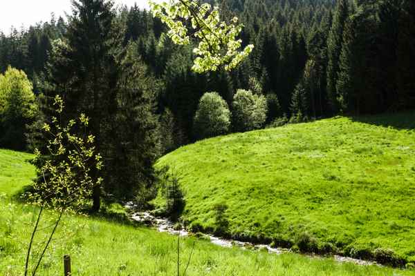 Am Sankenbach bei Baiersbronn 4